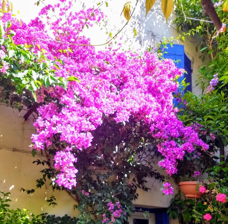 Bougainvillea dans la cour