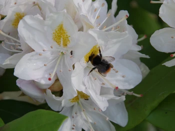L'occasion d'observer la vie naturelle,