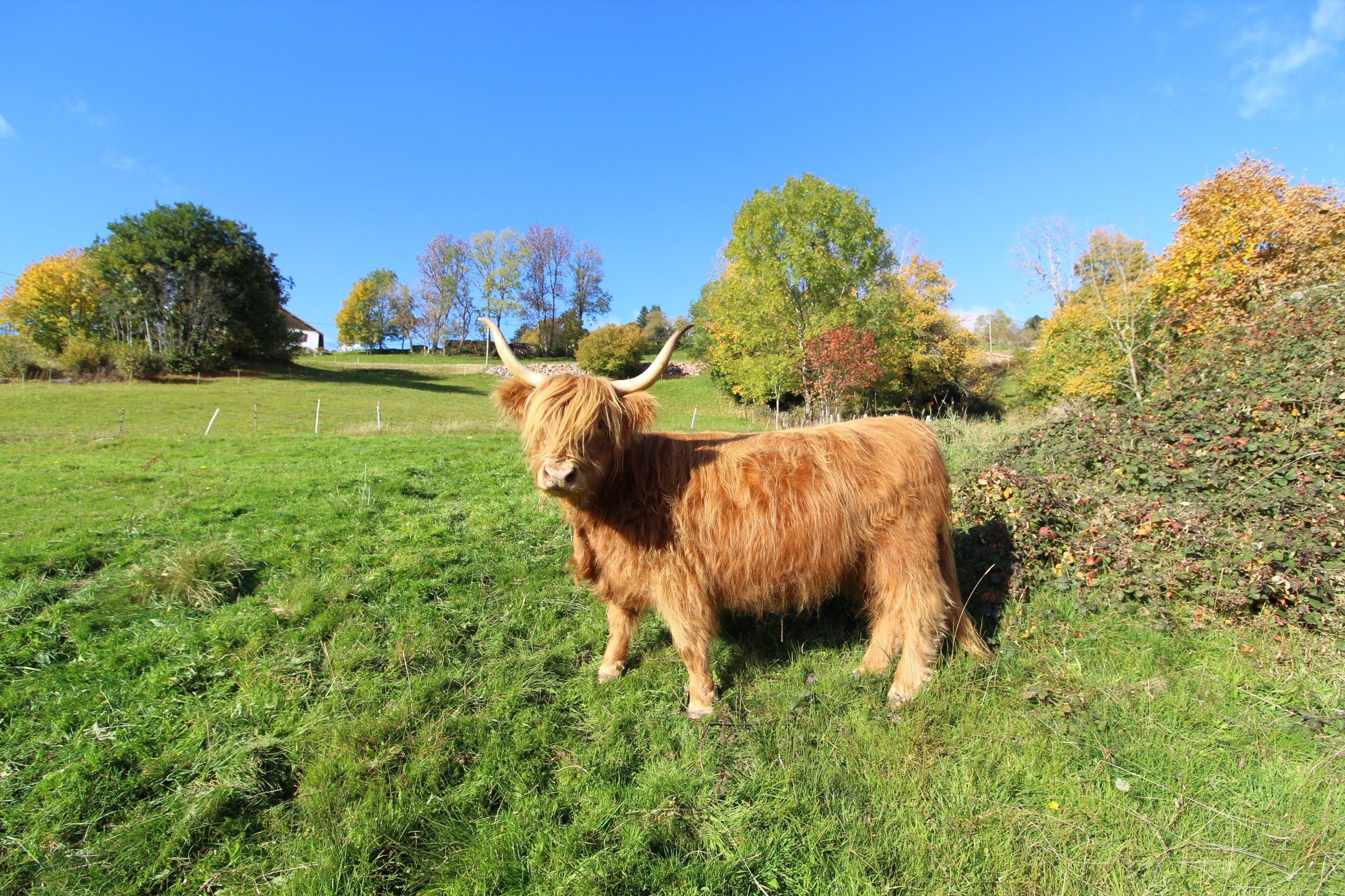 Face au jardin commun - Gîtes Les Chantenées La Bresse