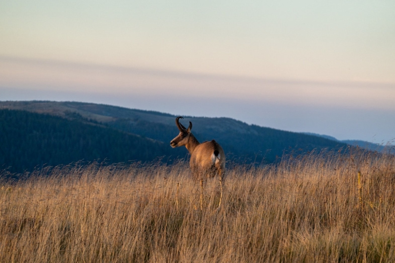 Chamois-Hohneck© OTLBHV-G.BERVARD-2022 La Bresse
