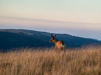 Chamois-Hohneck© OTLBHV-G.BERVARD-2022 La Bresse