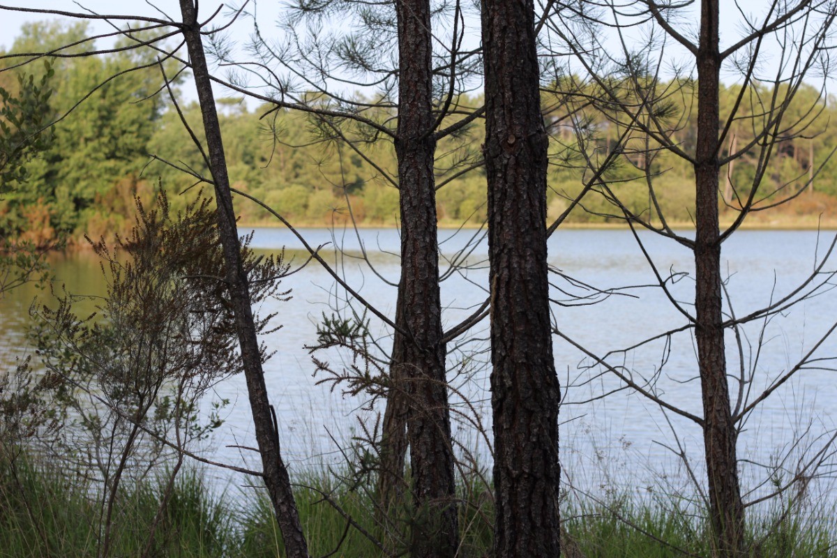 Les Etangs