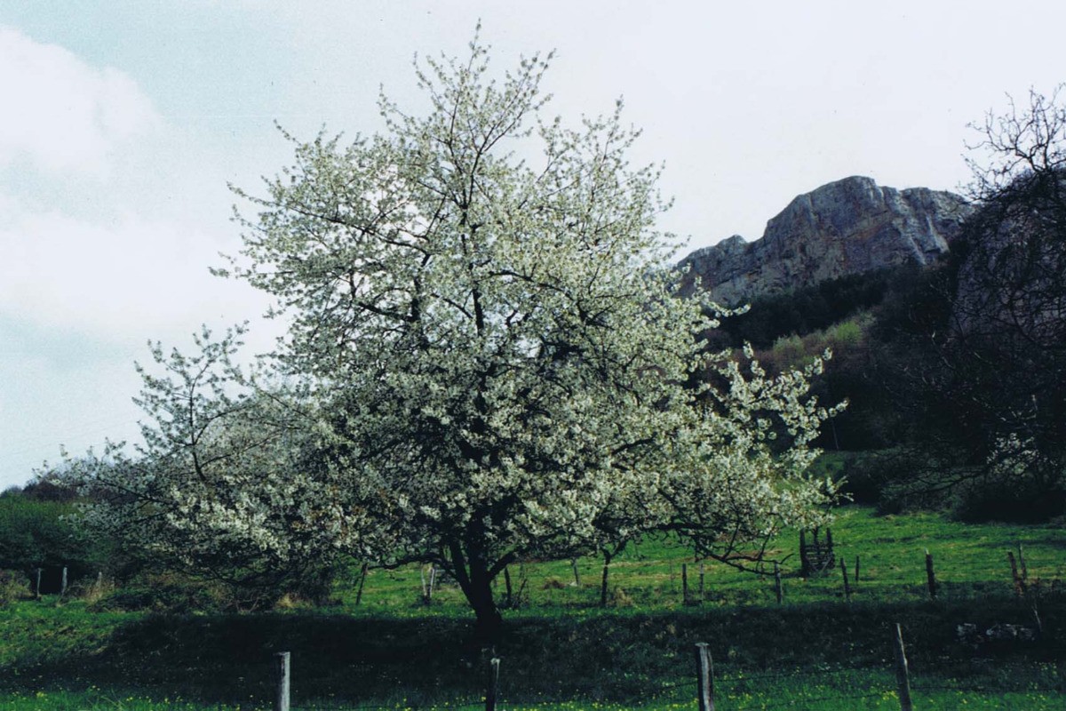 Bientôt le temps des Cerises - Capitale du Kirsch
