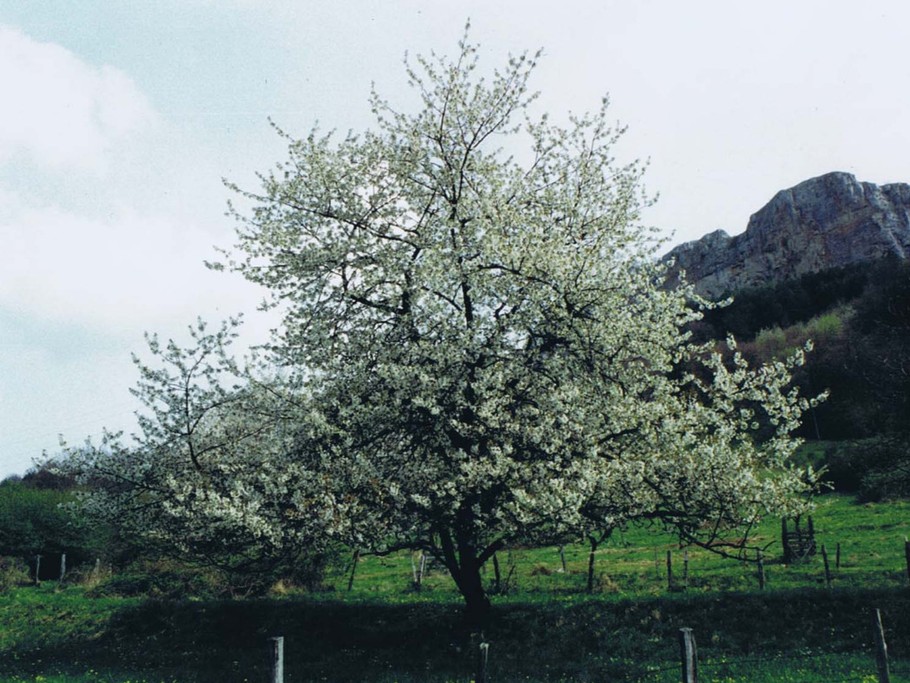 Bientôt le temps des Cerises - Capitale du Kirsch