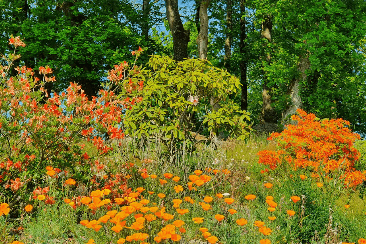 Parc arboré et fleuri de 1,5 Ha
