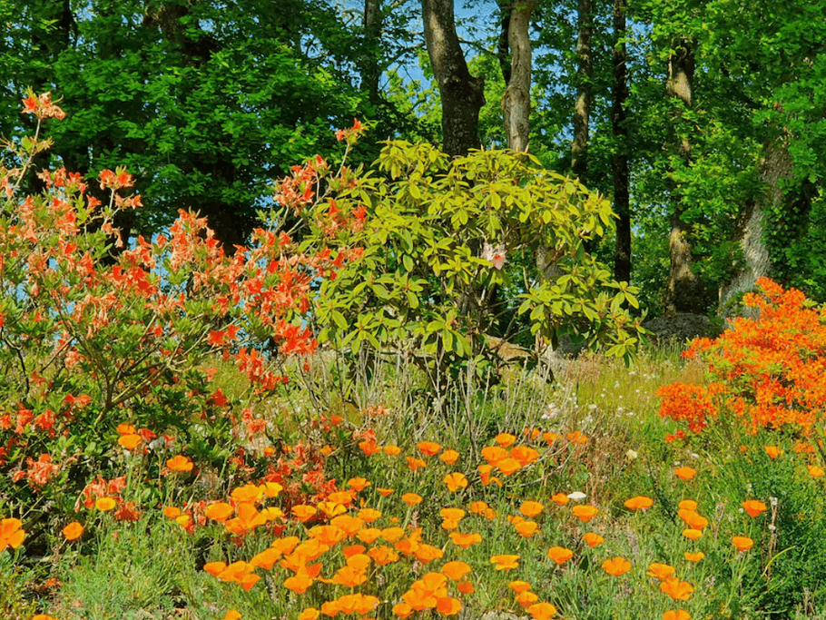 Parc arboré et fleuri de 1,5 Ha