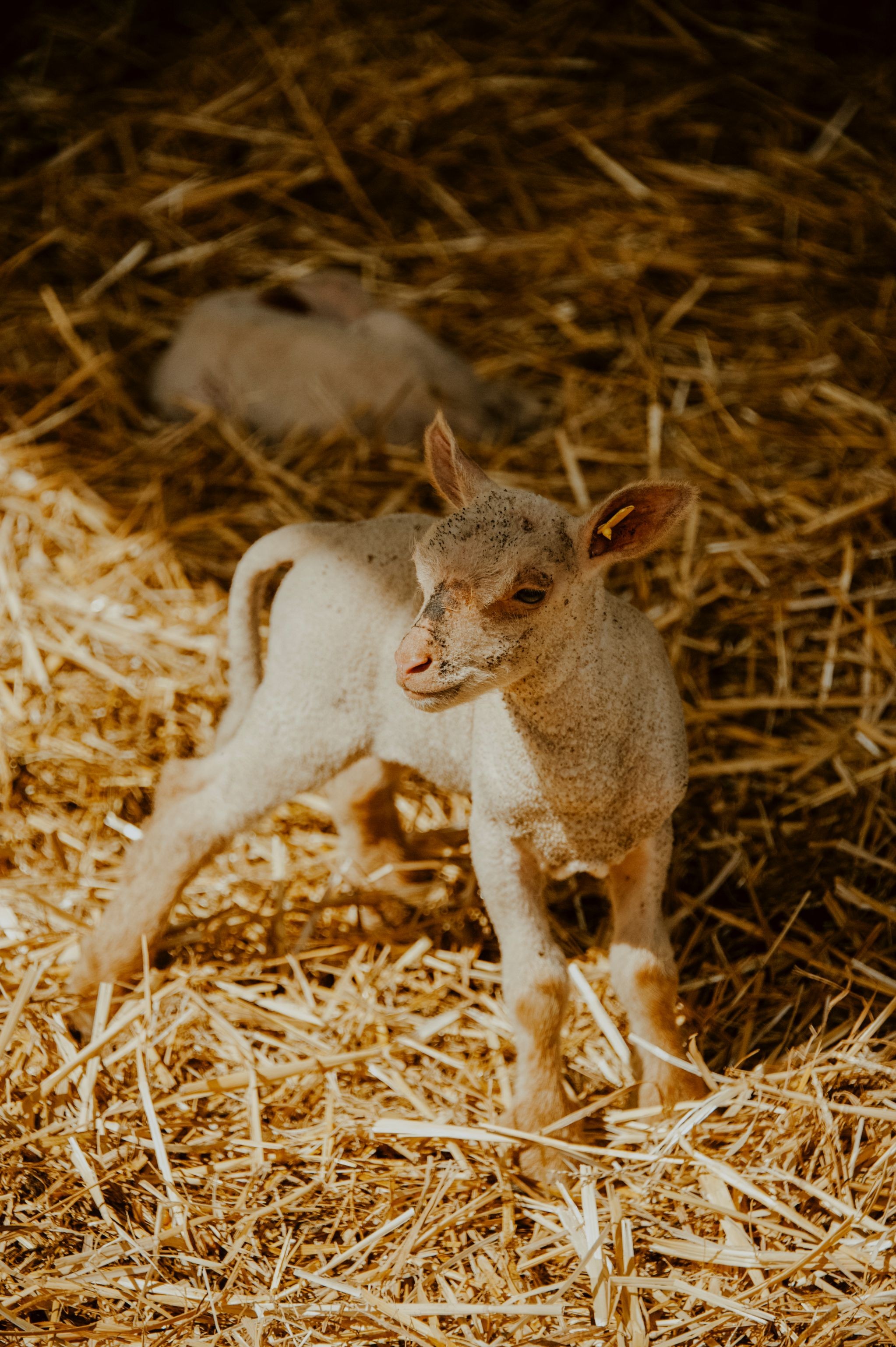 Photo n° 18 de la location