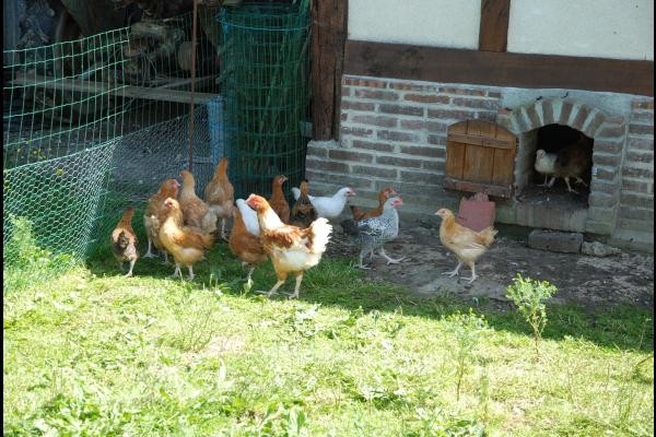 et aussi lapins, oies gentilles !