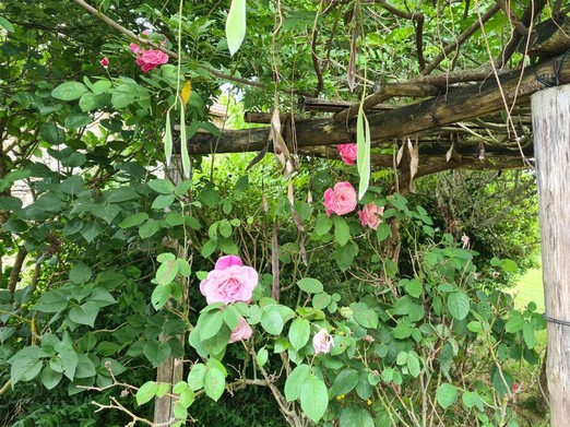 La Maison aux Roses, chambre pour 2 personnes, près de Romagne à Valence en Poitou, dans la Vienne