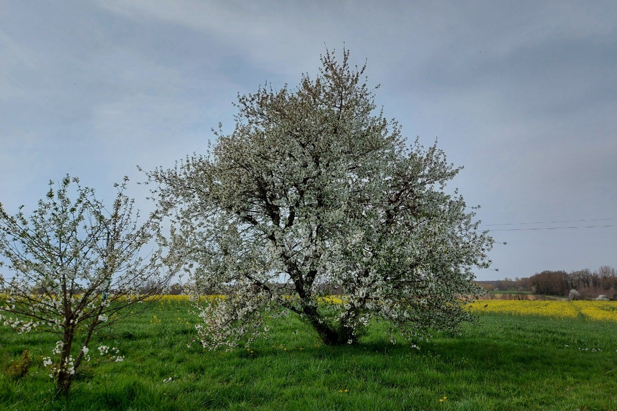Les merisiers en fleurs laissent présager de bonnes confitures...