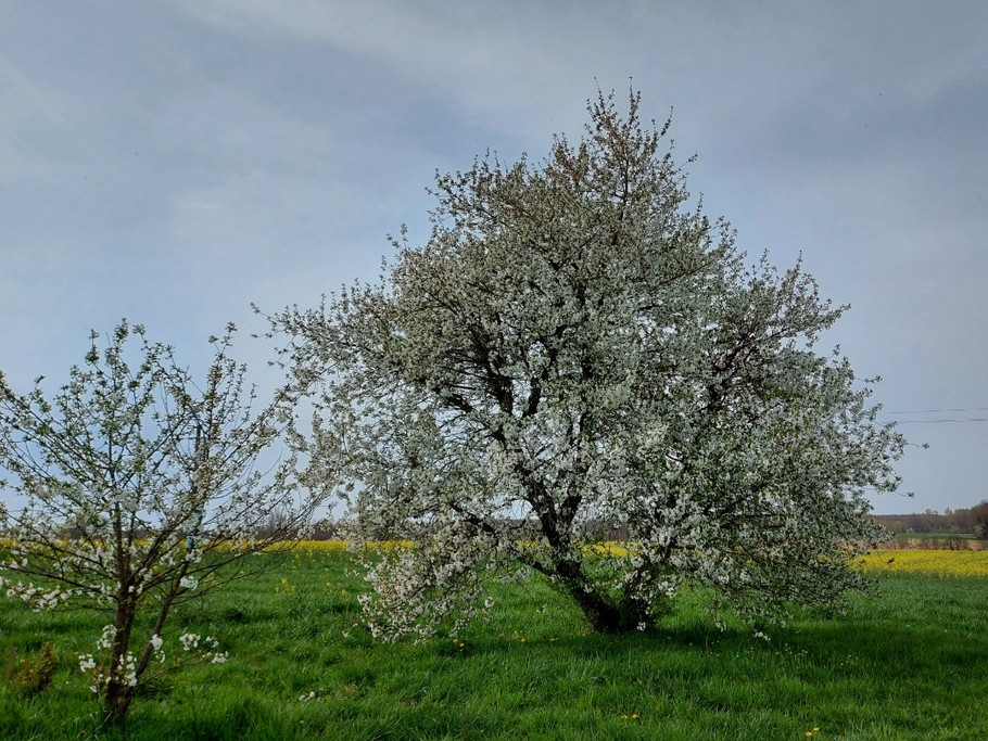 Les merisiers en fleurs laissent présager de bonnes confitures...