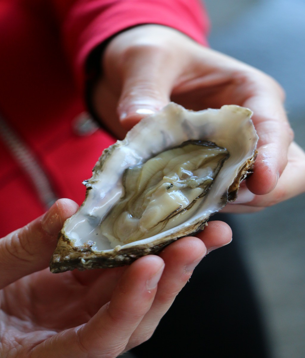 Huitres - SCEA Fine de Cancale - Les Nielles - Saint-Méloir-des-Ondes