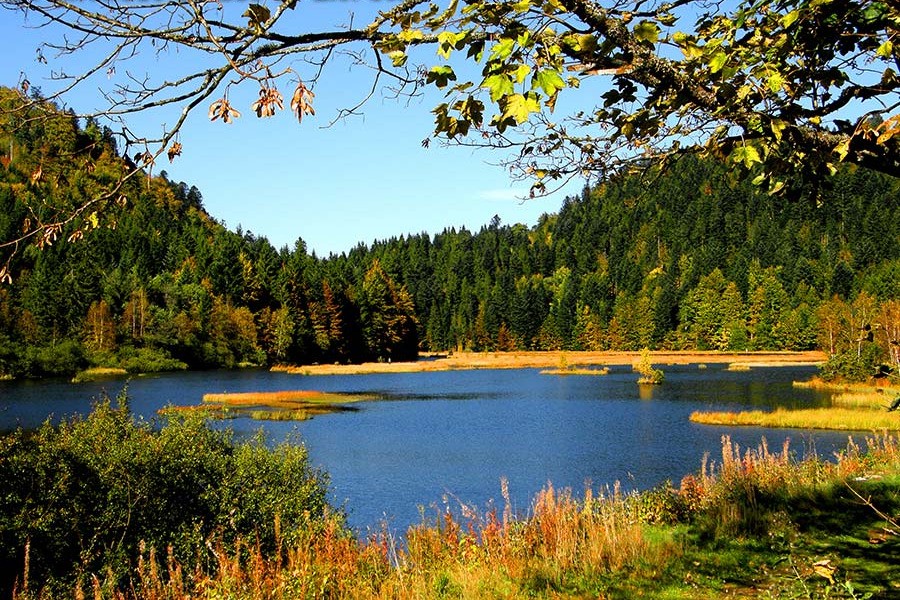 promenades aux lac des Vosges