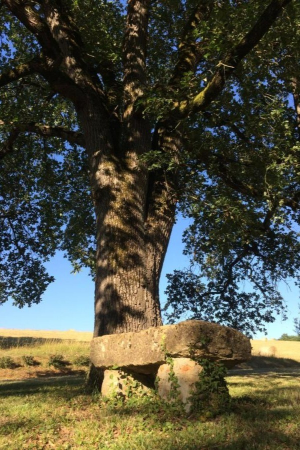 Notre magnifique chêne est l'endroit le plus agréable de notre jardin