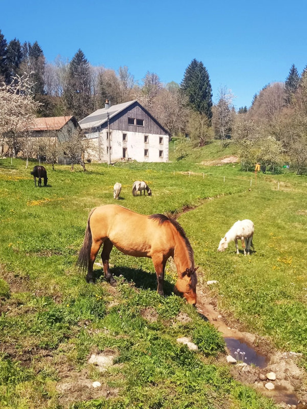 Gîtes Refuge de Création Saulxures-sur-Moselotte