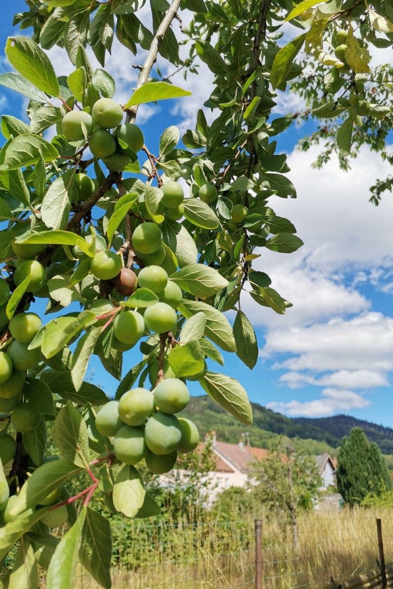 Mirabelles du jardin - Chambre d'hôtes au cœur des Vosges et proche de l'Alsace