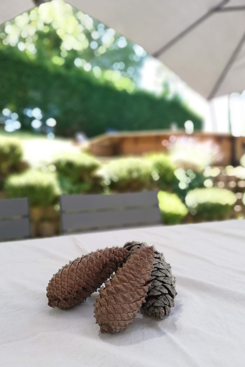 Jardin - Détente - Repas - Pins - Nature - Piscine - La Pinède Guesthouse - Gîte - Vielle-Saint-Girons - Landes -
Crédit photo : Céline