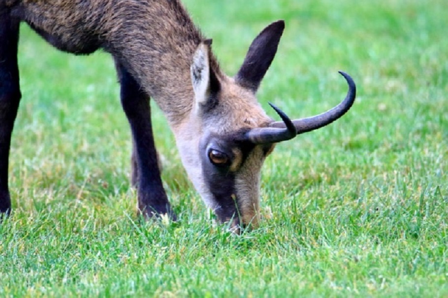 Chut je mange ......