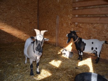 Photo n° 10 de la location