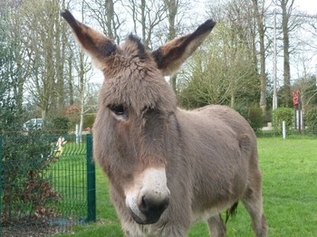 animaux sur place