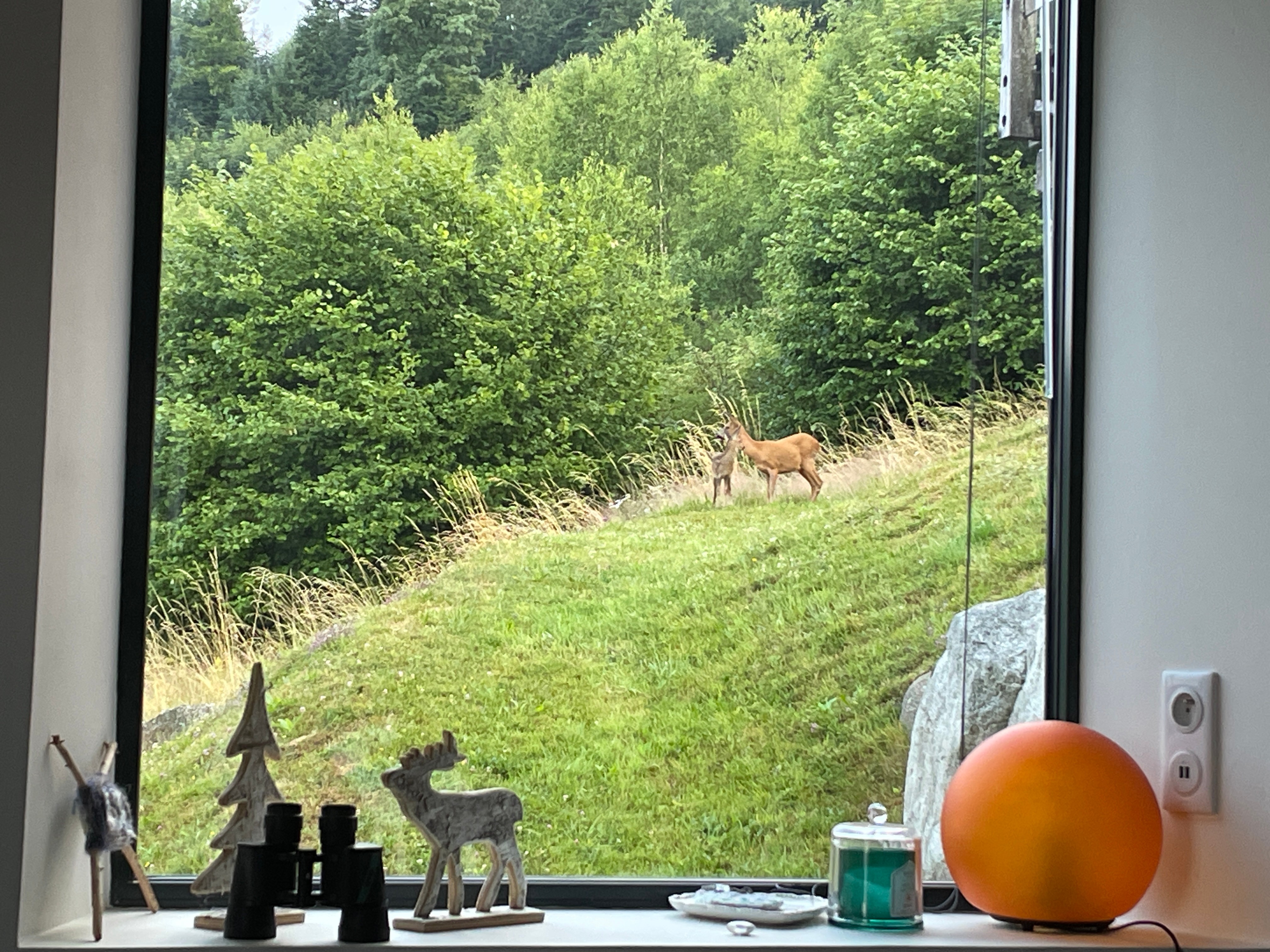 Can you see the deer in the garden?