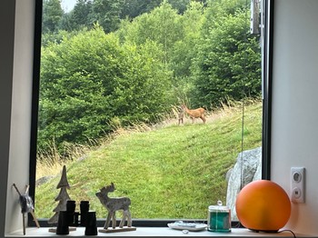 Can you see the deer in the garden?