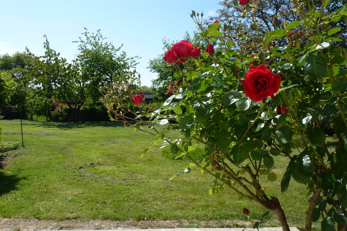 Jardin vue de la fenêtre du salon