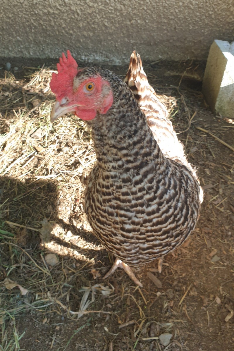 Notre poulette Mimi - nous avons 6 poules et 1 coq