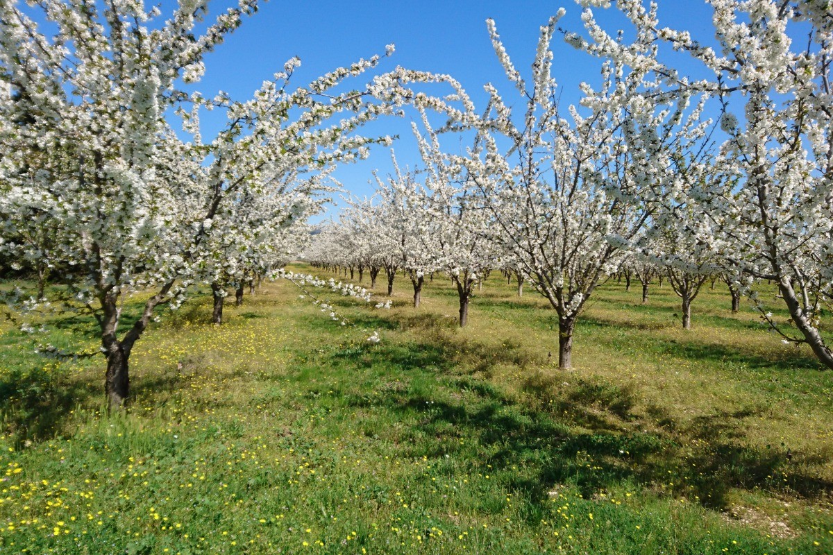 Cerisiers sur la Propriété