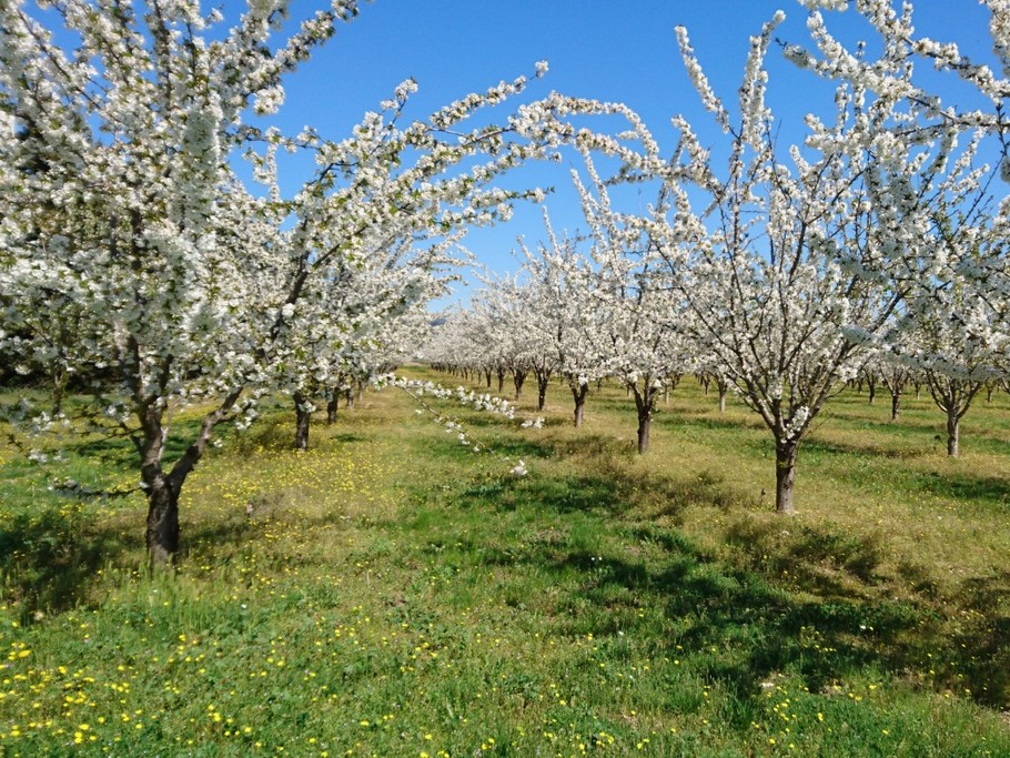 Cerisiers sur la Propriété