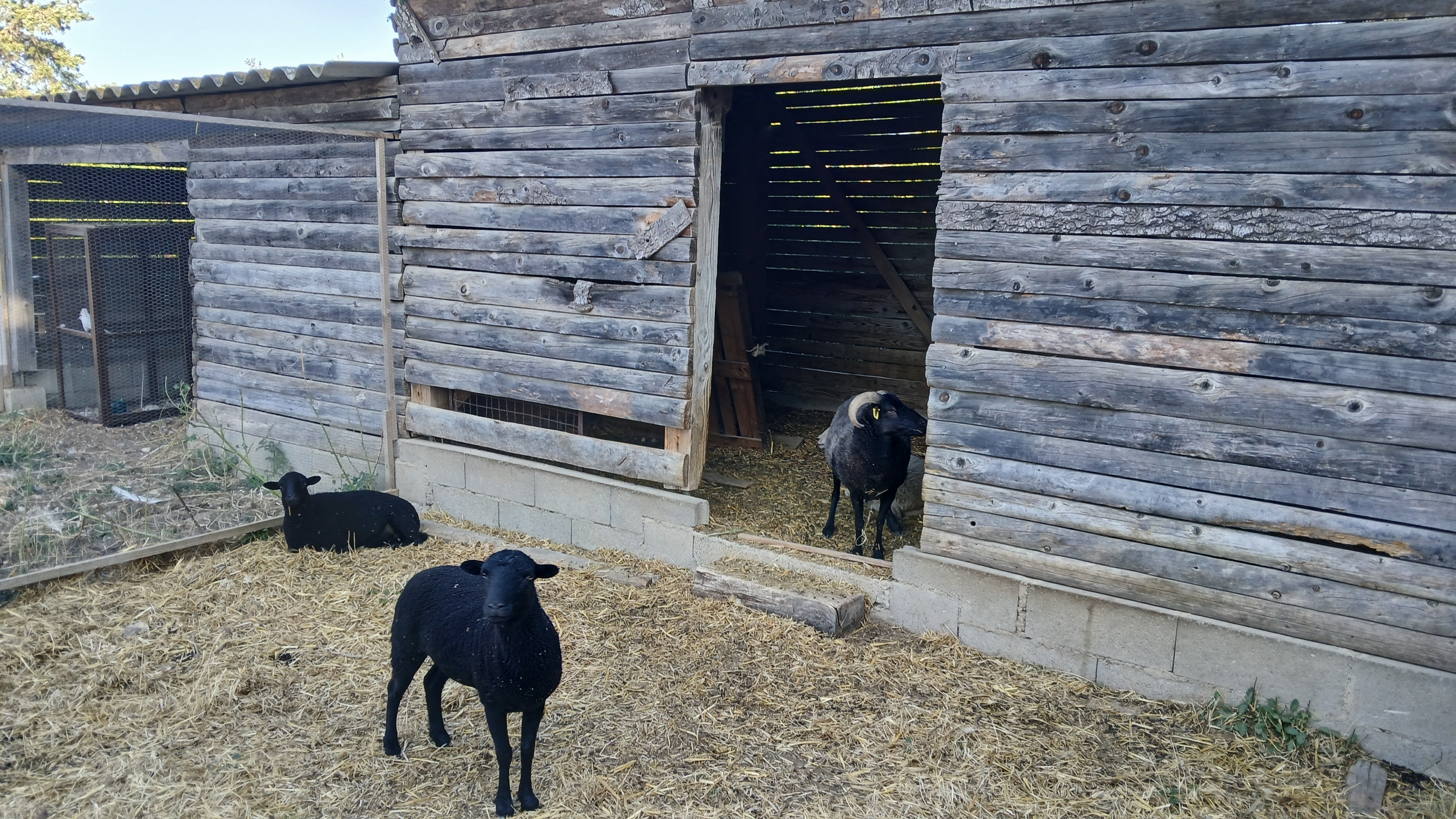 Moutons