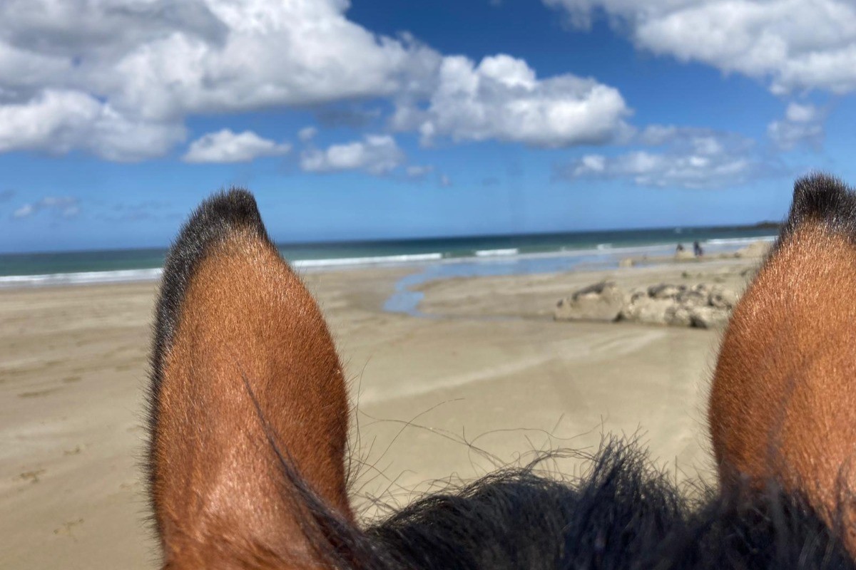 à proximité plage du Palus sur Plouha ''balades à cheval location kayak resto ''