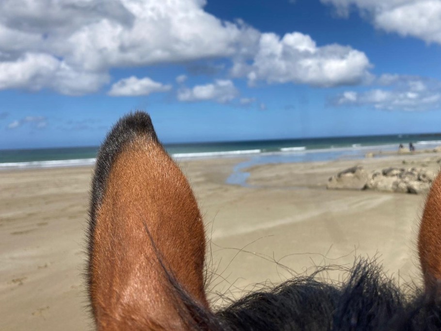 à proximité plage du Palus sur Plouha ''balades à cheval location kayak resto ''
