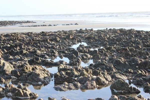 ROCHERS A DECOUVERT POUR LA PECHE A PIED
