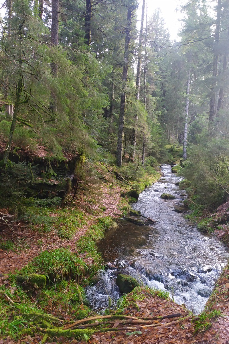 La forêt Vosgienne