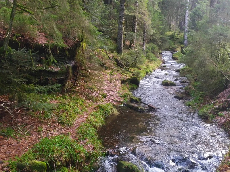 La forêt Vosgienne