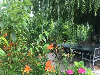La terrasse sous le saule.