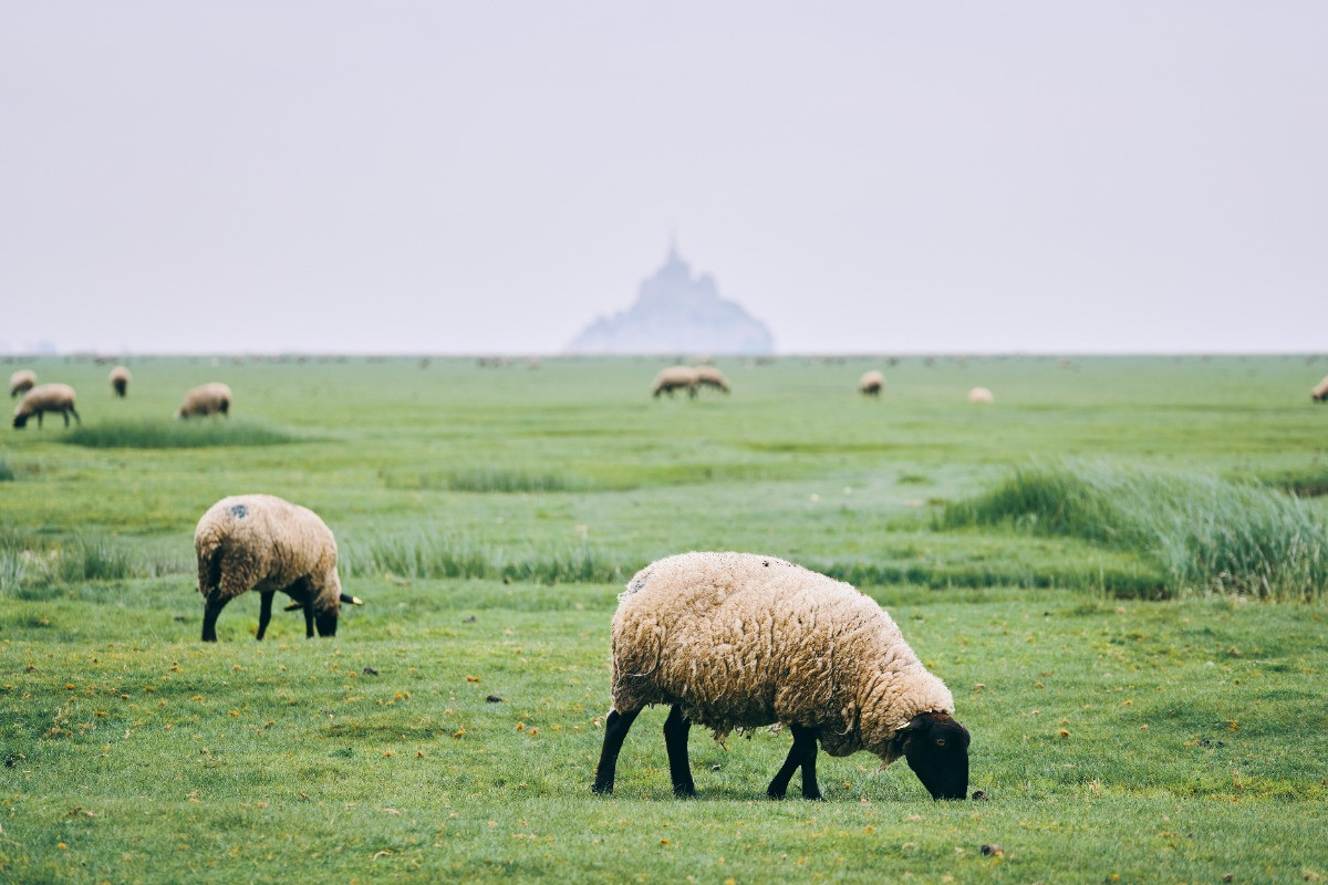 Moutons de prés salés