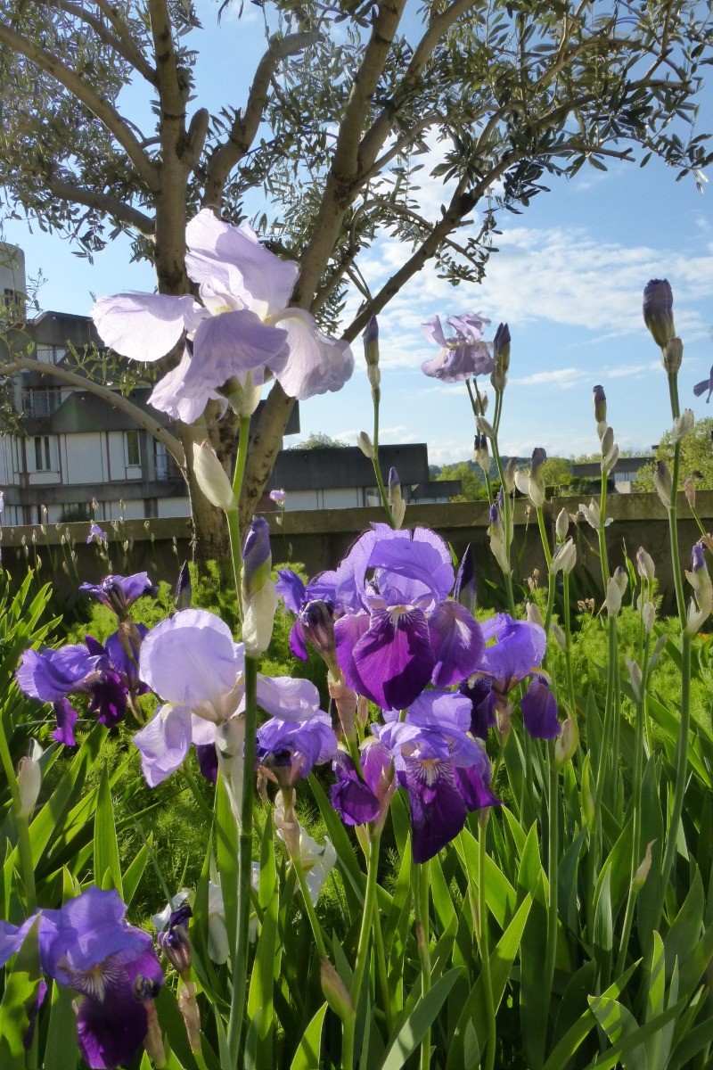 terrasse à l'olivier sur séjour et chambre 2