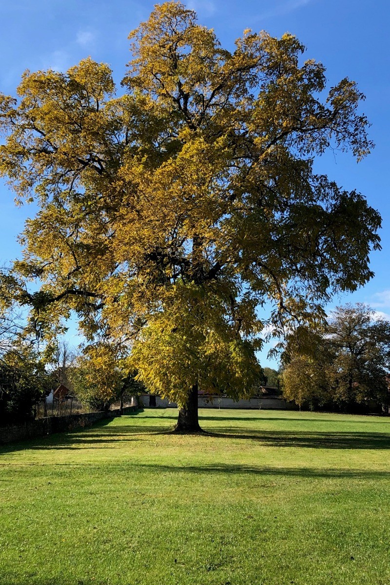 le noyer noir labellisé Arbre remarquable de  France