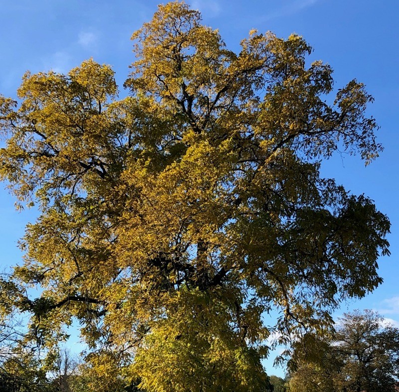 le noyer noir labellisé Arbre remarquable de France