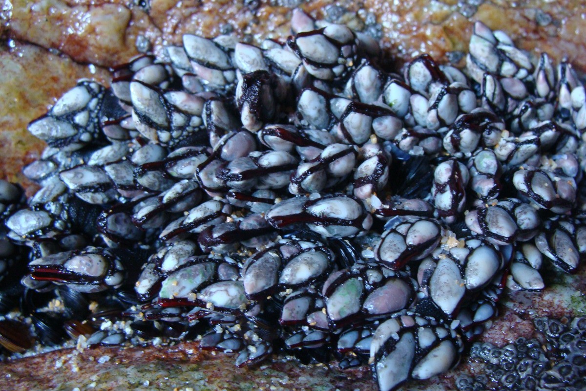 Quiberon - sa faune maritime