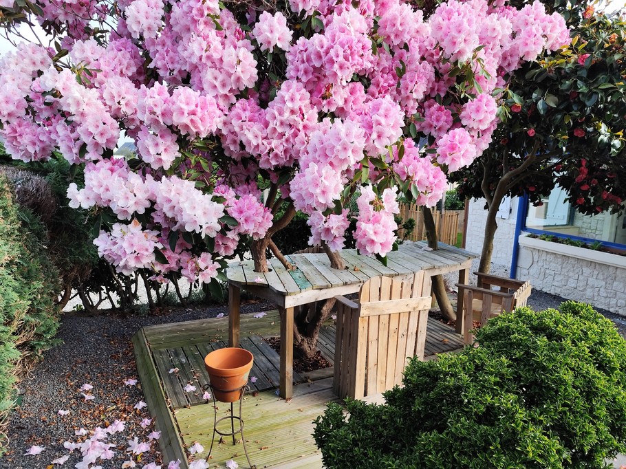 Rhododendron en fleurs