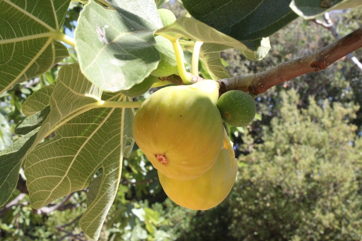 Nos figues d'été