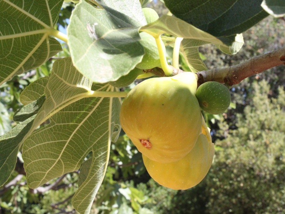 Nos figues d'été