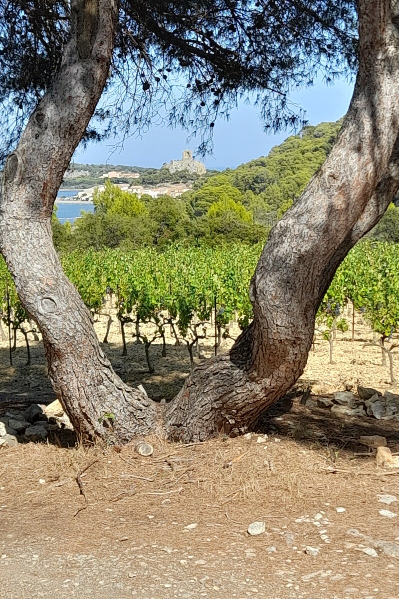 Gruissan depuis l'ile St Martin