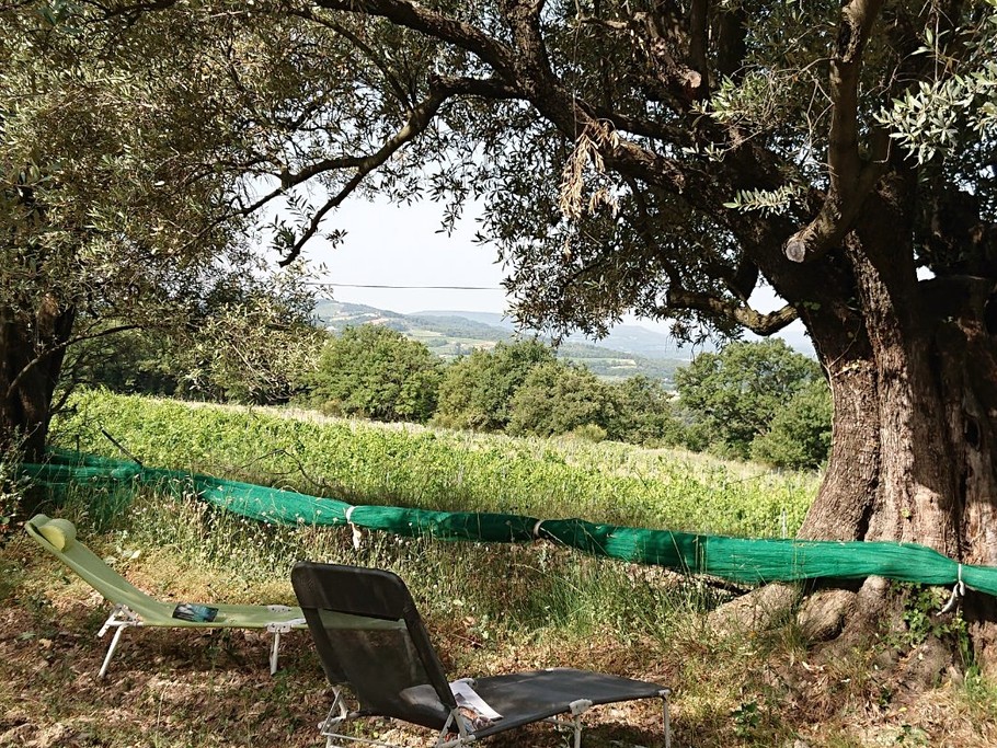 Domaine du Chêne Vert - Gîte La Ruche - Lecture à l'ombre des oliviers