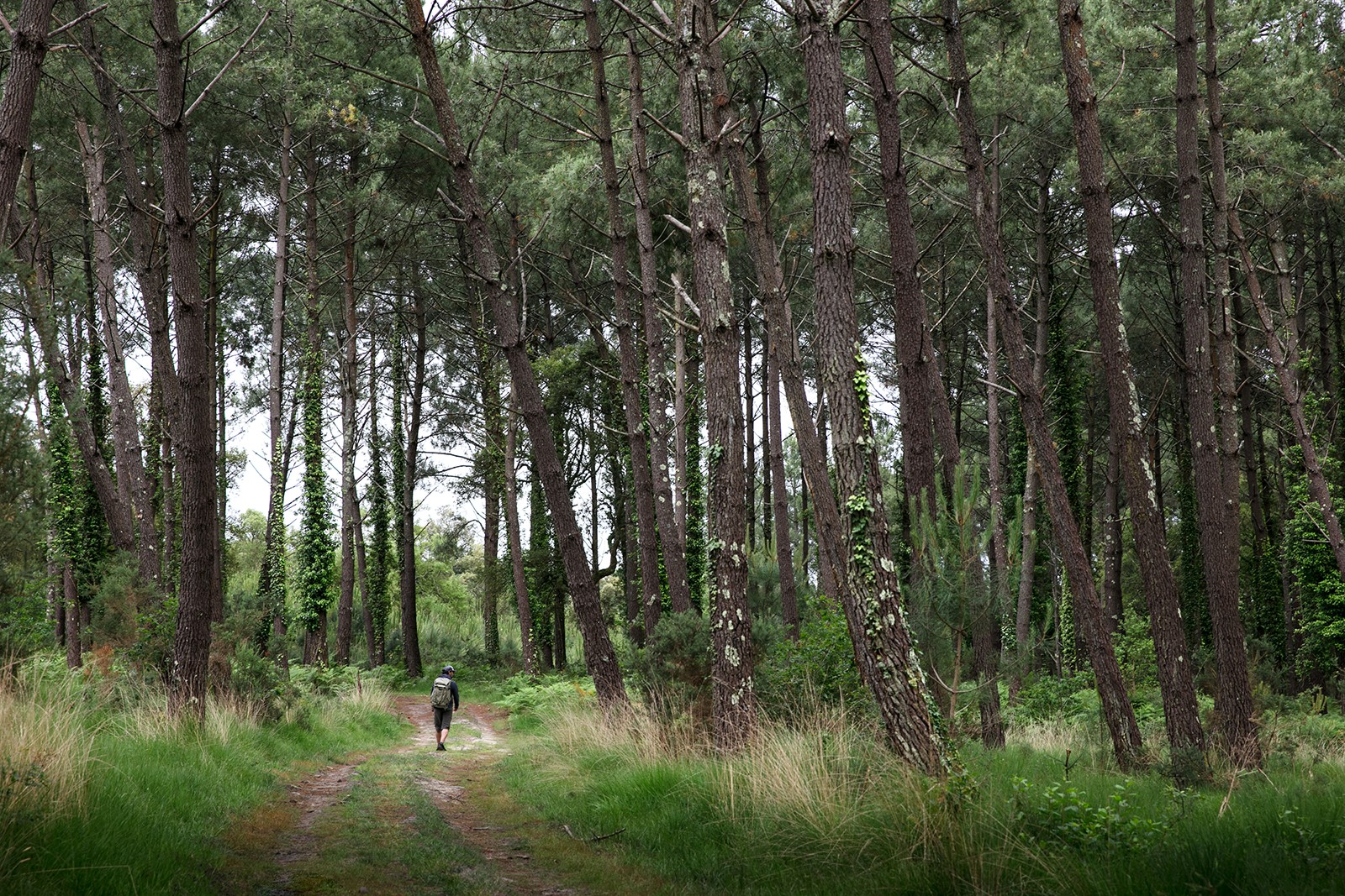 randonnée en forêt
