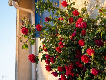Maison d'hôtes "Les Martinets" - Fongrave en Lot et Garonne