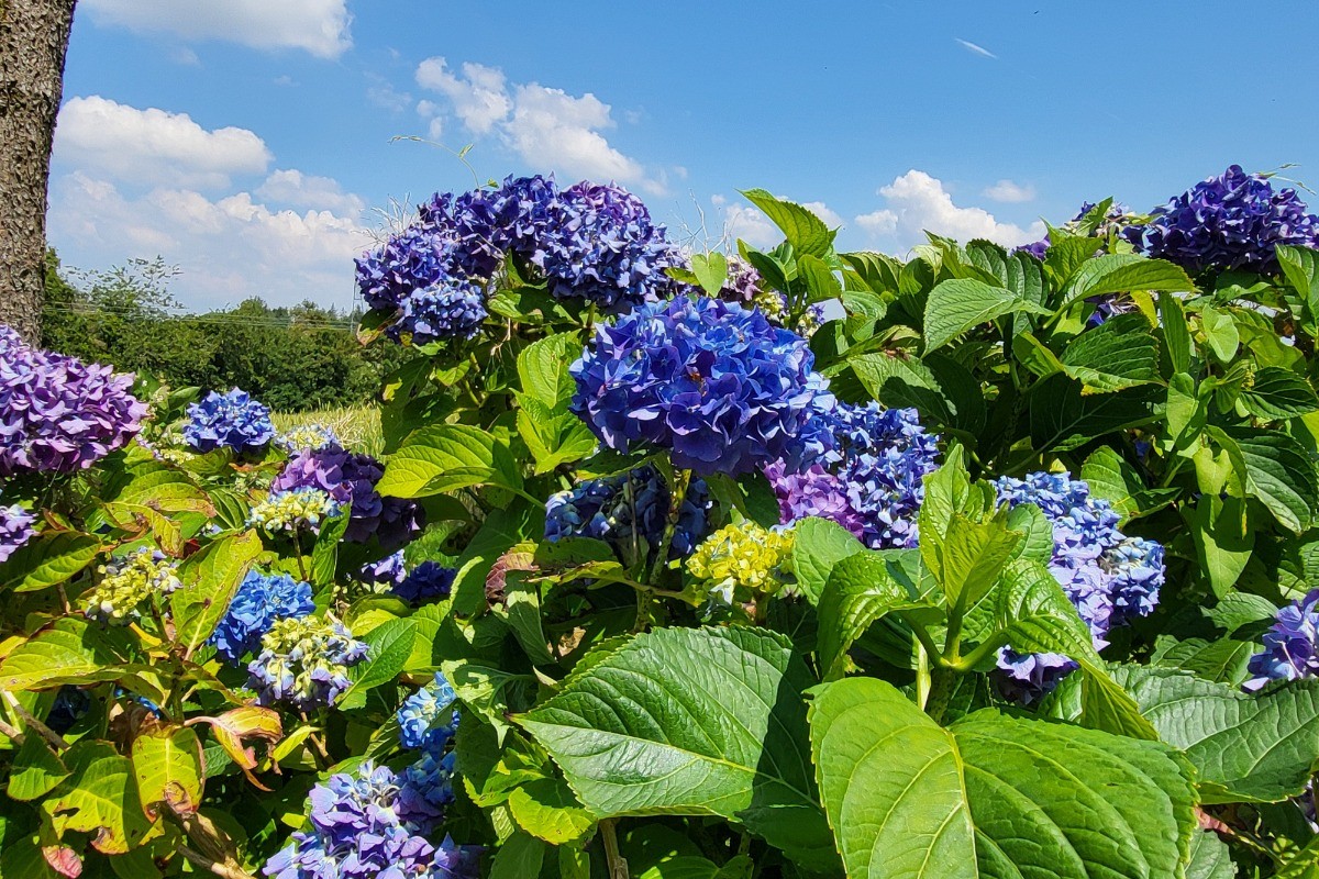 Jardin